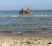 Mit den Pferden in der Ostsee reiten. Genußvolle Reiterferien