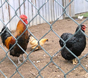Hühner und eine Hahn sind auf dem Bauernhof an zu finden. 